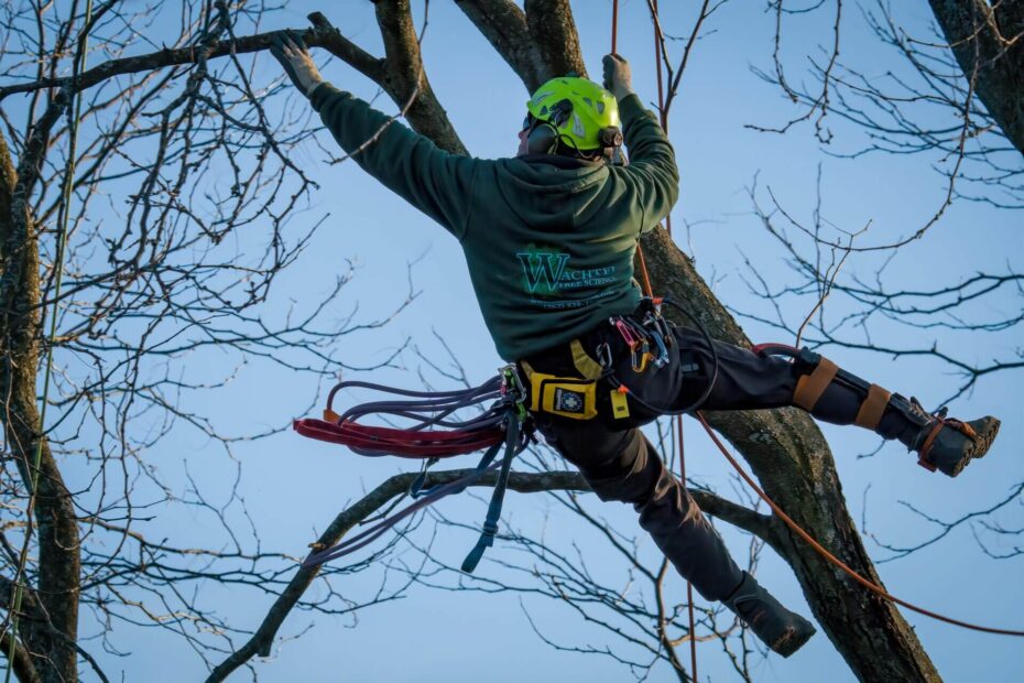 Tree Pruning Techniques