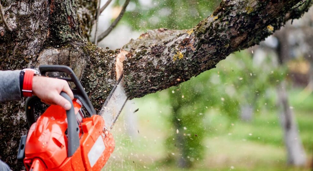 Tree Pruning Techniques