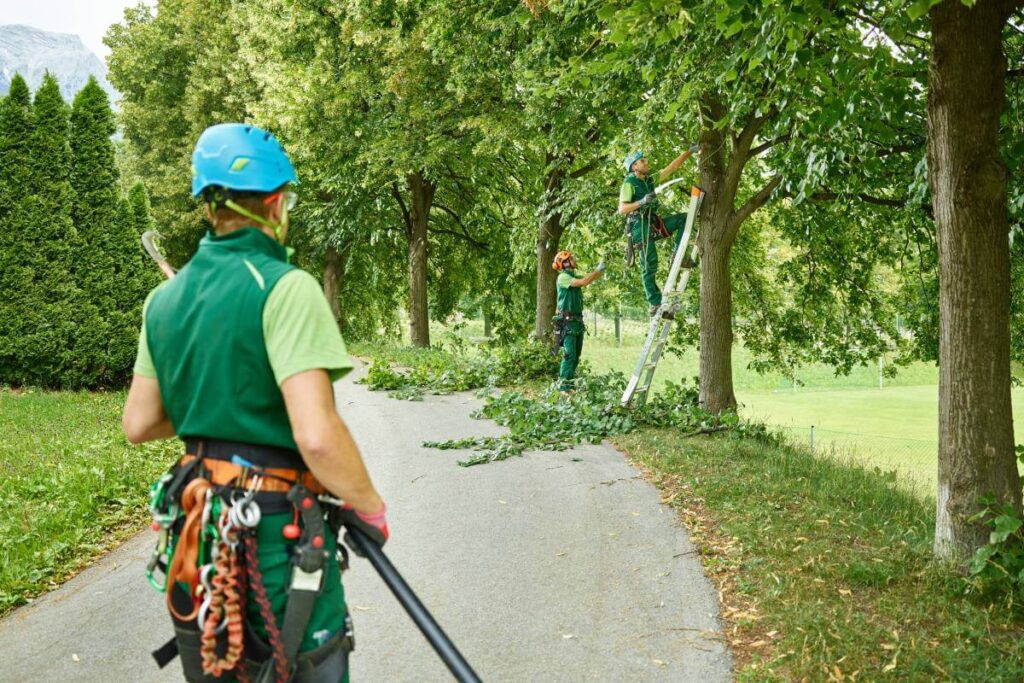 Tree Pruning Techniques